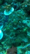 coral.webp