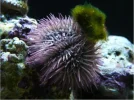 Urchin1.webp