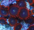 #14 X-Men Paly 3 Polyps Frag.webp