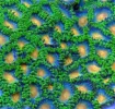 #29 Deep Water Zoos 8-12 Polyps Frag.webp