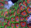 #33 Deep Water Zoos 8-12 Polyps Frag.webp