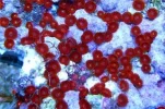 #38 Boiling Red Zoa 10-15 Polyps Frag.webp