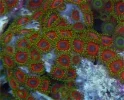 #65 Watermelon Zoas 10-12 Polyps Frag.webp