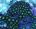 #69 Neon Green Eye Zoa 12 Polyps Frag.webp