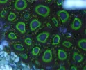 #92 Green lantern Zoas 10 Polyps Frag.webp