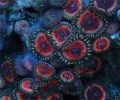 #112 Pink Paly 10 Polyps Frag.webp