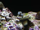 124 - Green Polyps.webp