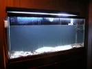 130 - Display Tank.webp