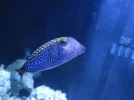 Side of Boxfish.webp