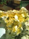 Algae1.webp