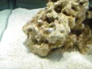 Sponge1.webp