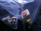 139 - Eagleeye Zoas and Pink Ric.webp