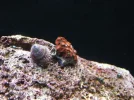 147 - Red Zoas Placed.webp