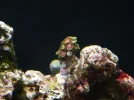 148 - Eagleeye Zoas Placed.webp