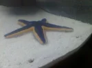 starfish (2).webp