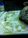 9algae.webp