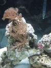 Corals 2wks.webp