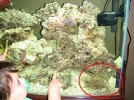 Tank-Shot-9-Falling-Coral.webp