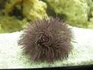 Urchin2.webp