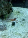 shrimp2.webp