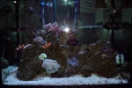 aquarium 009.webp