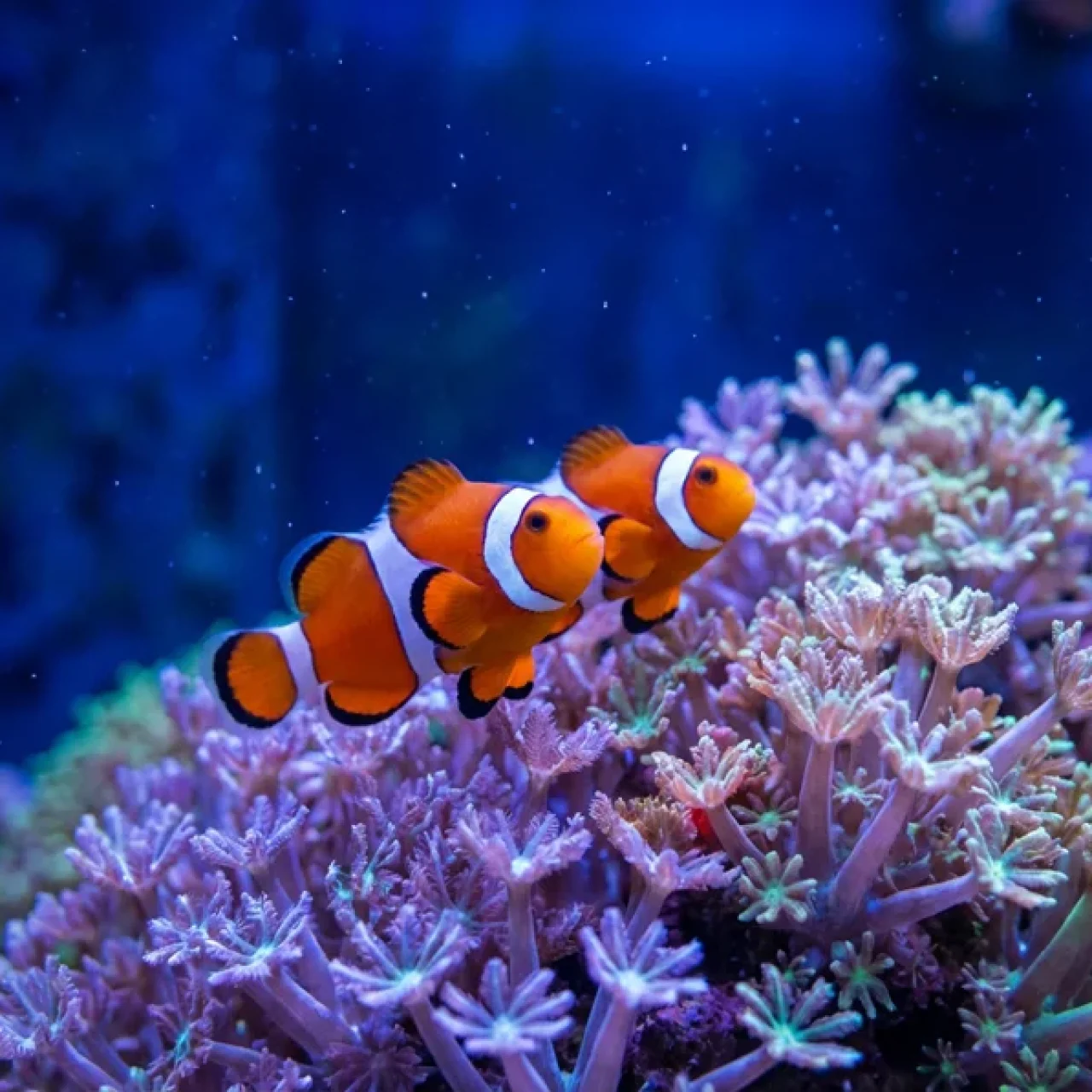 Stocking Your First Reef (2026 Update)