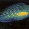 Princess Parrotfish