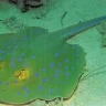 Bluespotted Ribbontail Ray