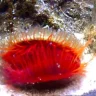 Flame Scallop