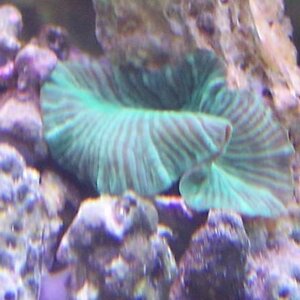 green stripe mushroom coral.jpg