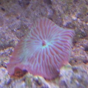 red striped mushroom coral.jpg
