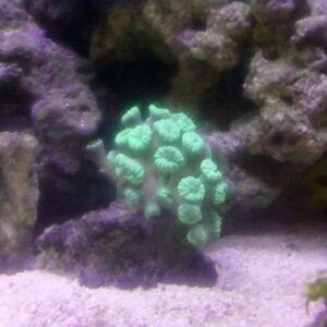 New Coral.jpg