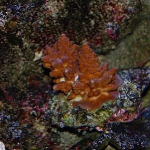 006 Acropora with crab resized 1.jpg