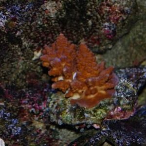 005 Acropora with crab resized 2.jpg