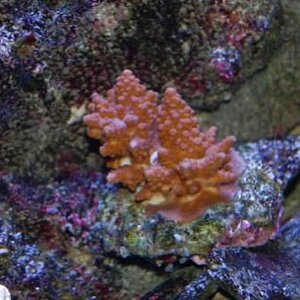 004 Acropora with crab resized 3.jpg