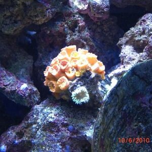 007 sun coral resized.jpg