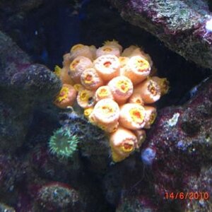 018 sun coral resized with green coral.jpg