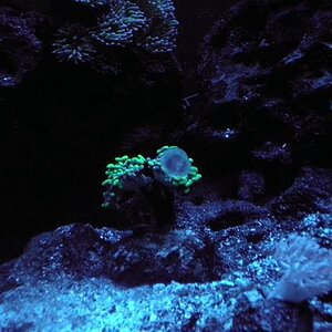 Hammer Coral Upload.jpg