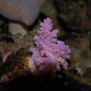 006 pink coral resized.jpg