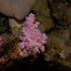 007 pink coral resized.jpg