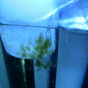 Algae-2.jpg