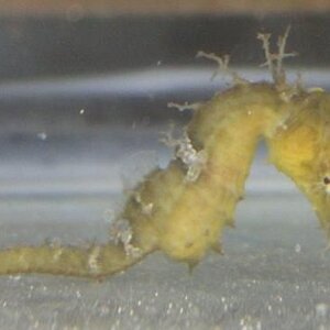 Seahorse babies4-15 (1).jpg