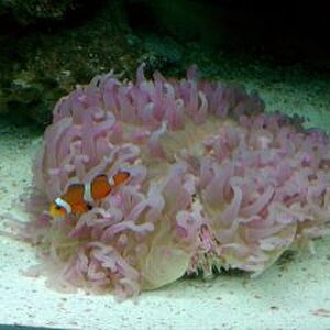 plate coral and clownfish.jpg
