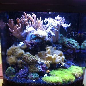 coral reef tank.JPG