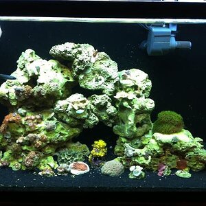 nicks coral 6.jpg