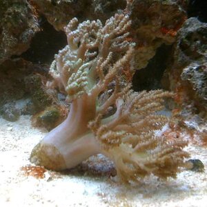 splitting coral.jpg