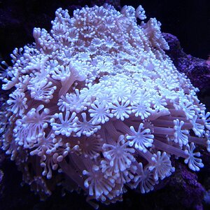 coral 1.JPG