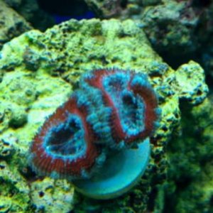 ACAN.jpg