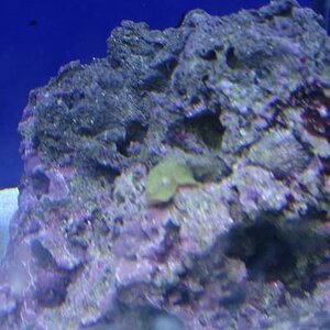 aquarium-3333333.JPG