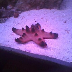 starfish chip.jpg